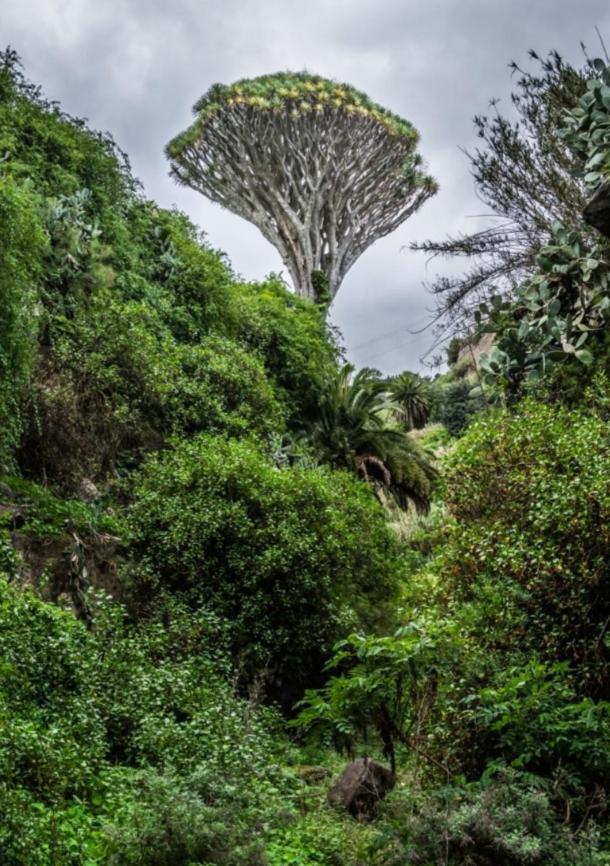 Casa Carmelita Daire Las Palmas de Gran Canaria Dış mekan fotoğraf